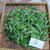 Jalantir (Erigeron sumatrensis) Guernsey Fleabane, 90 Grams