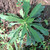 Jalantir (Erigeron sumatrensis) Guernsey Fleabane, 360 Grams