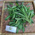 Jalantir (Erigeron sumatrensis) Guernsey Fleabane, 360 Grams