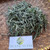 Jalantir (Erigeron sumatrensis) Guernsey Fleabane, 600 Grams