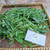 Jalantir (Erigeron sumatrensis) Guernsey Fleabane, 780 Grams