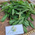 Jalantir (Erigeron sumatrensis) Guernsey Fleabane, 780 Grams