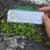 Rumput Mutiara (Oldenlandia corymbosa) Diamond Flower Dried Leaves, 360 Grams