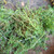 Katumpangan (Pilea microphylla) Artillery Plant Dried, 90 Grams