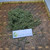 Katumpangan (Pilea microphylla) Artillery Plant Dried, 180 Grams