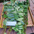 Rambutan (Nephelium lappaceum), 180 Grams