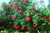 Rambutan (Nephelium lappaceum), 360 Grams