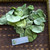 Daun Kupu Kupu (Bauhinia purpurea) Purple Orchid Tree Dried Leaves, 30 Grams