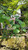 Daun Kupu Kupu (Bauhinia purpurea) Purple Orchid Tree Dried Leaves, 180 Grams