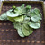 Daun Kupu Kupu (Bauhinia purpurea) Purple Orchid Tree Dried Leaves, 180 Grams