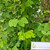 Daun Kupu Kupu (Bauhinia purpurea) Purple Orchid Tree Dried Leaves, 600 Grams