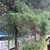 Cemara Tiongkok (Juniperus chinensis) Chinese Juniper, 180 Grams