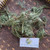 Cemara Tiongkok (Juniperus chinensis) Chinese Juniper, 180 Grams