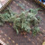 Cemara Tiongkok (Juniperus chinensis) Chinese Juniper, 600 Grams