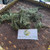 Cemara Tiongkok (Juniperus chinensis) Chinese Juniper, 780 Grams
