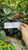 Airmata Pengantin (Clerodendrum umbellatum poir) Glory Bower, 600 Grams