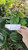 Airmata Pengantin (Clerodendrum umbellatum poir) Glory Bower, 600 Grams