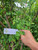 Kelor (Moringa oleifera), 90 Grams