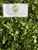Kelor (Moringa oleifera), 180 Grams