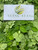 Kelor (Moringa oleifera), 600 Grams