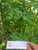 Kelor (Moringa oleifera), 600 Grams