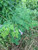 Kelor (Moringa oleifera), 600 Grams
