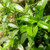 Sambiloto (Andrographis Paniculata) Green Chiretta, 600 Grams