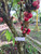 Mahkota Dewa (Phaleria macrocarpa) God's Crown Dried, 180 Grams