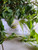 Bayam Duri (Amaranthus spinosus), 180 Grams