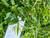 Bayam Duri (Amaranthus spinosus), 360 Grams