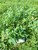 Bayam Duri (Amaranthus spinosus), 780 Grams