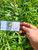 Bayam Duri (Amaranthus spinosus), 780 Grams