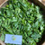 Encok (Plumbago zeylanica) Ceylon Leadwort, 90 Grams