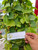 Binahong - Madeira vine (Anredera cordifolia), 180 Grams