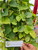 Binahong - Madeira vine (Anredera cordifolia), 600 Grams