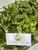 Genjer (Limnocharis Flava) Yellow Velvetleaf, 90 Grams