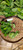 Genjer (Limnocharis Flava) Yellow Velvetleaf, 90 Grams