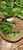 Genjer (Limnocharis Flava) Yellow Velvetleaf, 180 Grams