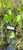 Genjer (Limnocharis Flava) Yellow Velvetleaf, 180 Grams