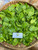 Genjer (Limnocharis Flava) Yellow Velvetleaf, 360 Grams