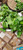 Genjer (Limnocharis Flava) Yellow Velvetleaf, 360 Grams