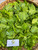 Genjer (Limnocharis Flava) Yellow Velvetleaf, 600 Grams