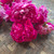 Dried Red Rose Petals, 200 Grams