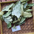 Langsep (lansium parasiticum) Yellow mahogany, 600 Grams