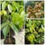 Langsep (lansium parasiticum) Yellow mahogany, 780 Grams