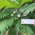 Belimbing Wuluh (Averrhoa bilimbi) Cucumber Tree, 90 Grams