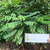 Belimbing Wuluh (Averrhoa bilimbi) Cucumber Tree, 600 Grams