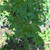 Maman lanang (Cleome rutidosperma) Fringed Spiderflower, 360 Grams