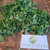 Maman lanang (Cleome rutidosperma) Fringed Spiderflower, 360 Grams