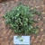 Maman lanang (Cleome rutidosperma) Fringed Spiderflower, 360 Grams